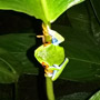 Red-eyed Leaf Frog